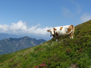 Alpbachtal i Wildschönau, czyli nasz niezapomniany urlop  z dziećmi w Alpach