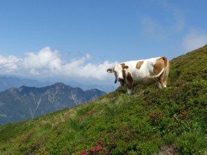 Alpbachtal i Wildschönau, czyli nasz niezapomniany urlop z dziećmi w Alpach