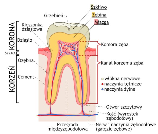 Jak zbudowany jest ząb