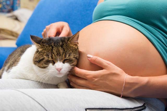 Czy można mieć kota w ciąży