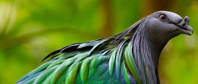 Dżungla Weltvogelpark Walsrode