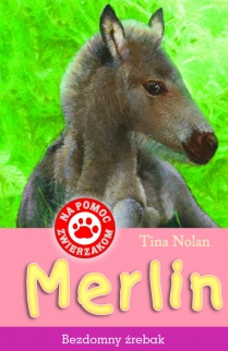 Merlin - bezdomny źrebak