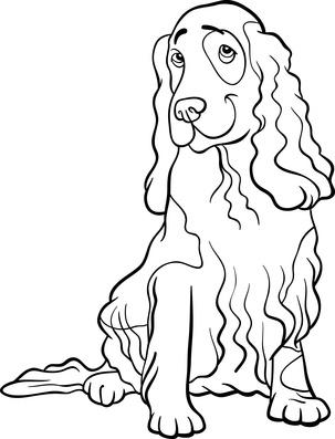 Cocker Spaniel