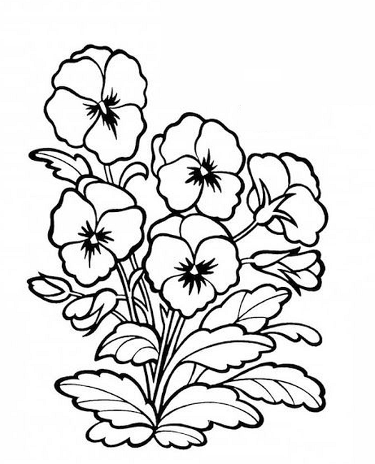 Fiołki