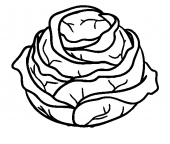 Kapusta