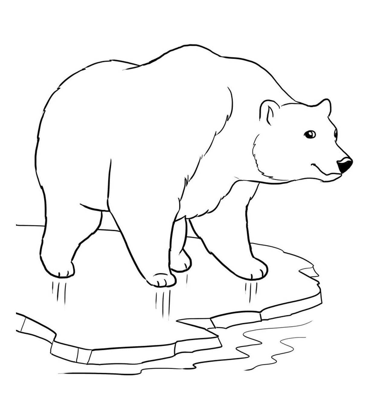 Niedźwiedź polarny