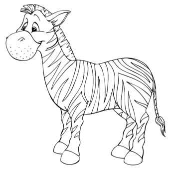 Zebra