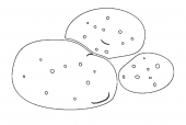 Ziemniaki
