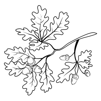 Żołędzie i liście