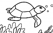 Żółw morski