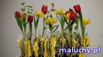 Podróże z tulipanem / warsztaty przyrodnicze dla dzieci - Warszawa - zajęcia dla dzieci